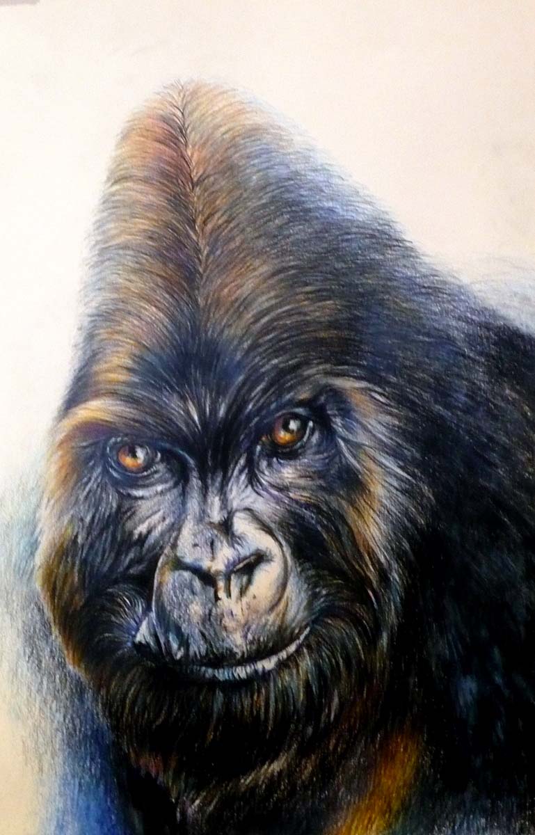 15 gorila water colour paintings