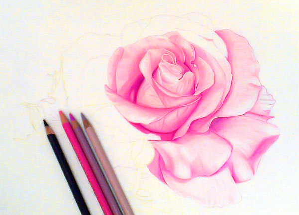 rose flower drawings -  15