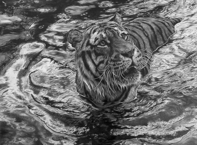 tiger animal drawings