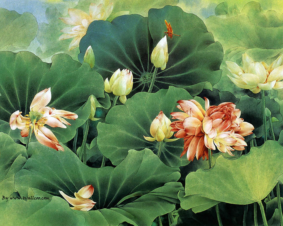 lotus flower painting -  19