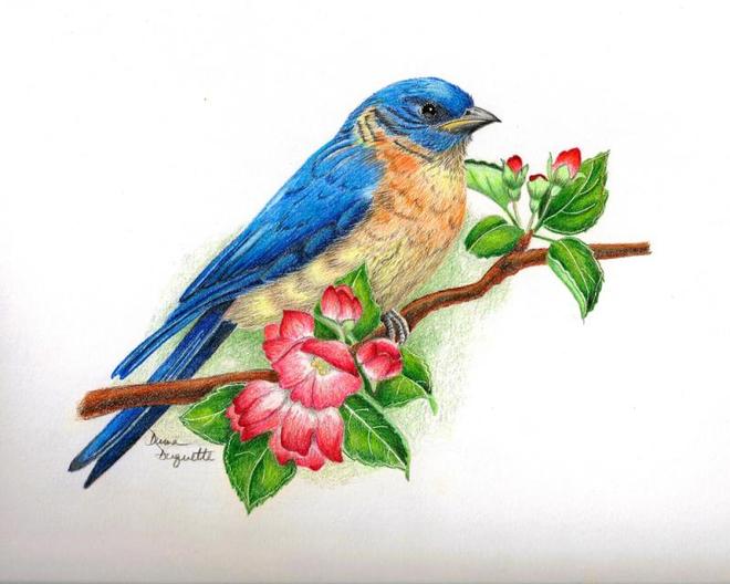 blue bird drawings