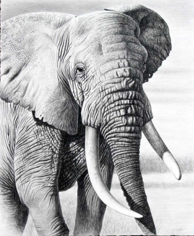 2 elephant animal drawings