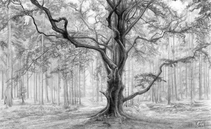 tree drawings -  20