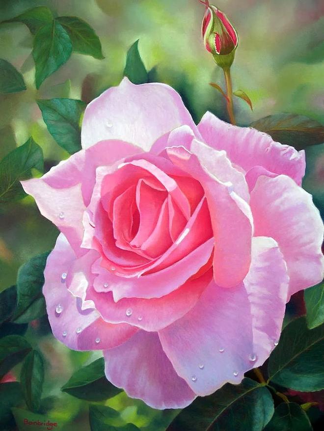 Rose flower paintings by lynda noel -  25