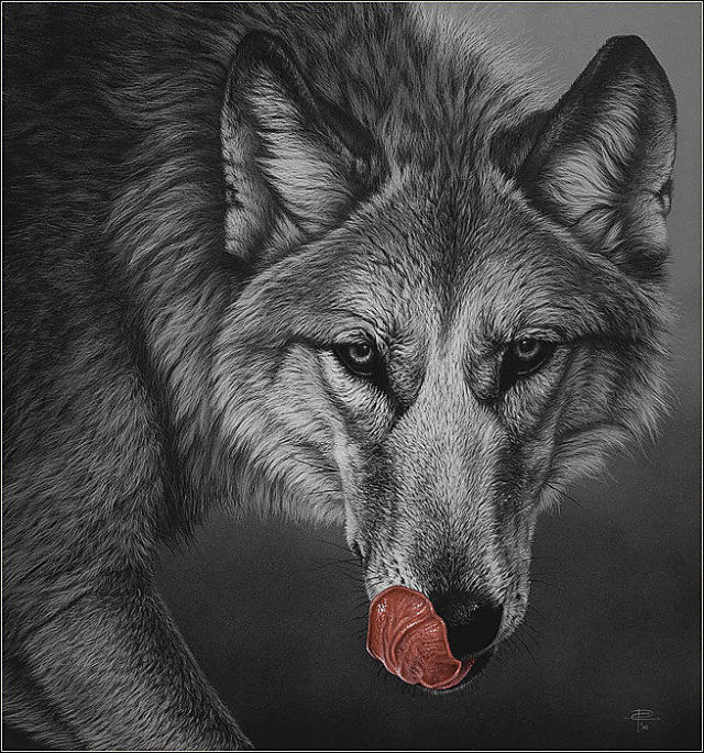 wolf animal drawings -  25