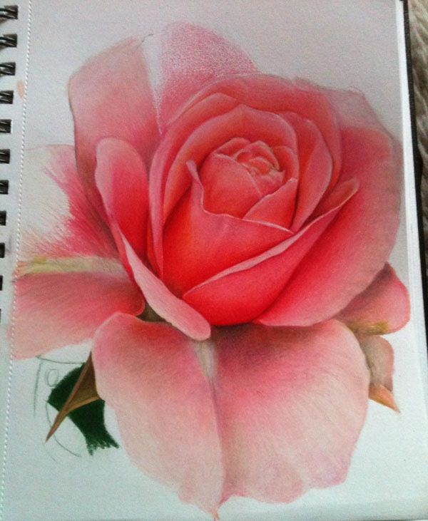8 rose flower drawings