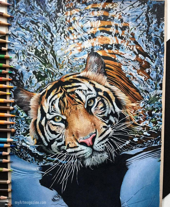 realistic color pencil drawing tiger by daragh obrien