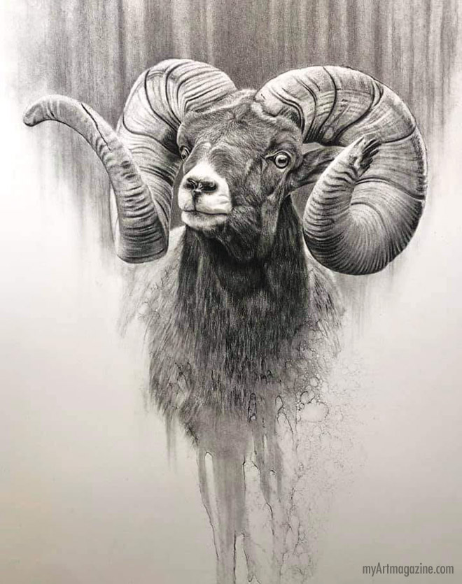 Animal drawing sheep by joshua spies | Image