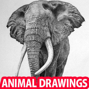 25 Beautiful Animal Drawings from around the World